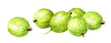 Ripe sweet berries of gooseberry. Hand painted watercolor illustration isolated on white background
