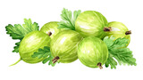 Ripe sweet green berries of gooseberry. Hand drawn watercolor illustration, isolated on white background
