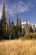 © Mila - pine forest in the mountains