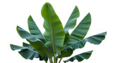 Vibrant green banana leaves, some adorned with fresh water droplets, create a lush tropical display against a clean background, evoking nature's purity and growth. background removed