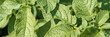 © elenavolf - Close-up of green potato plant leaves with detailed texture in sunlight.