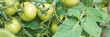 © elenavolf - Vibrant green unripe tomatoes on vine surrounded by lush leaves in garden setting.