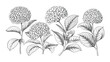 © Vectyx - Detailed hydrangea flower botanical engraving illustration vintage floral etching sketch with leaves and stems isolated on white background