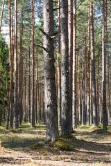  Explore the tranquil beauty of a dense pine forest, where towering trees create a serene atmosphere. Perfect for nature lovers and outdoor enthusiasts seeking peace.