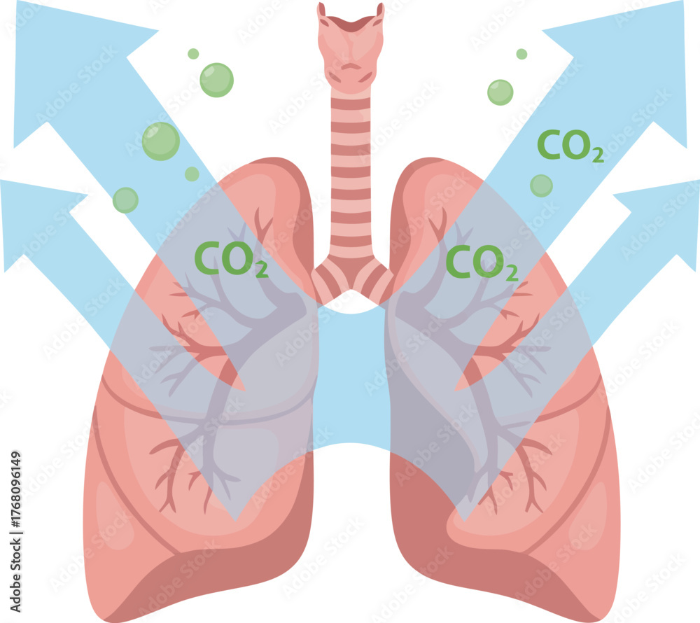 Expelling Human lungs expelling carbon dioxide, represented by arrows and CO2 ...