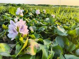 Delicate purple water hyacinth flowers bloom in a lush green wetland