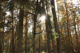 landscape sun shining through mixed forest, sun in the forest, sun in the trees, sun through tree branches in autumn in the forest