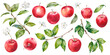 © Eva Kleinman - Apples red fresh ripe fruit, tree branch with leaves and flowers hand drawn watercolor illustration elements isolated on white. Juicy bright clipart for garden, harvest, food, rustic, packaging design