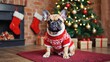 © Anastasiia - French bulldog wearing patterned sweater sitting by Christmas tree with gifts and fireplace