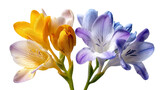 PNG of Vibrant freesia flowers in yellow, purple, and blue hues, showcasing delicate petals and intricate details.