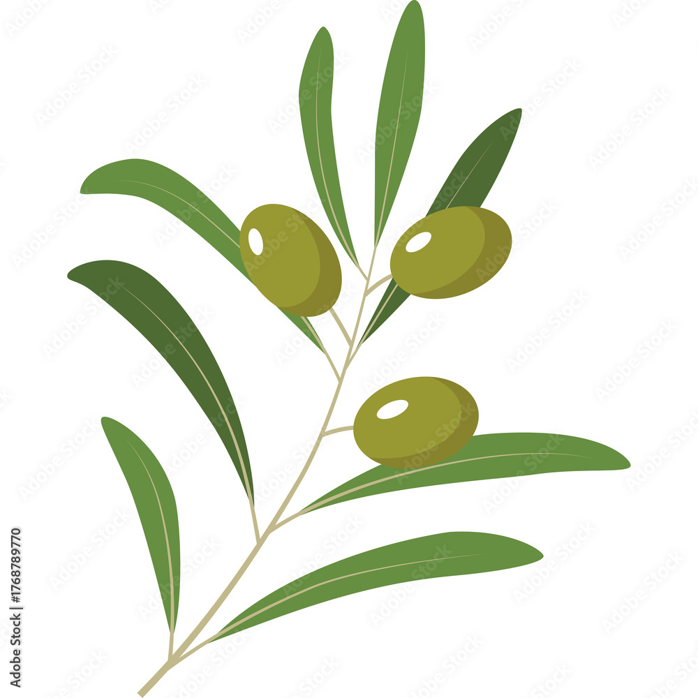 Vector Illustration of an Olive Branch with Three Green Olives and Long ...