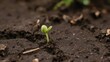 © angga - Close-up of a tiny green sprout emerging from cracked, dark soil, showing early growth