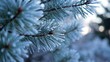 © Habib - Close-up of blue spruce needles with soft bokeh lights