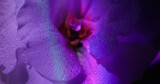 Dew plant. Neon petals flower. Defocused purple blue red color tropical rainbow eustoma nature red pistils on abstract art light background.