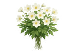 White anemone flowers bouquet with green leaves composition, creating a botanical illustration, transparent background