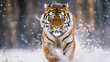 © Shakeeb - Tiger face running in snow. Amur tiger in wild winter nature. Action wildlife scene, dangerous animal. Cold winter in taiga, Russia. Snowflakes with beautiful Siberian tiger, Panthera tigris altaica