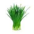© usman - Tightly bound bunch of fresh, vibrant garlic chives (Gau Choy) with slender green stalks and delicate buds, isolated, conveying aromatic herbs, Asian cuisine, natural produce, and savory ingredients