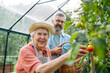 © Halfpoint - Family work in greenhouse, old mother and son harvesting tomatoes.