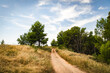 © Westend61 - Dirt path winding through grassy landscape with trees in summer