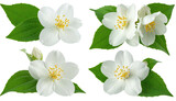 White jasmine blossoms with green leaves on a transparent background
