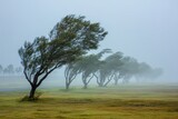 Trees bow deeply in a grassy field during a foggy and windy weather. Illustrate resilience, climate change, or the power of strong weather.