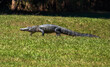 © Edward - American alligator walking across a grassy North Carolina area