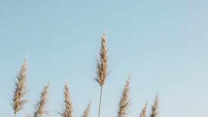 Naklejka na meble Dry reed against clear light blue sky on sunny day outdoors. Abstract natural background in neutral colors. Minimal trendy pampas grass panicles. Dying fireweed against bright autumn sky