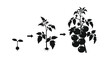 © Cesvaldas - Tomato plant growth stages from seedling to fruiting, illustrated in a silhouette vector design, showcasing agricultural development and plant biology.