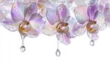 Three stunning orchids showcase sparkling colors as droplets of water hang from their petals creating a serene scene.