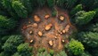 © Pete - Aerial view reveals extensive forest destruction. Numerous felled poplars stand amidst large stumps in woodland area. Scene highlights ecological damage and resource depletion within urban landscape.