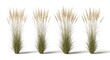 © Rezaul - Illustration of four pampas grass plants isolated on white background in a studio setting