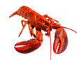 © Abdui - Vibrant, cooked lobster, its bright orange-red shell contrasting against a dark background, ready for serving