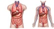 © Pencil - Anatomical diagram of the human torso showing internal organs and the circulatory system