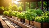 Lush Basil Garden in Sunlight Herbs Growing in Raised Wooden Beds with Outdoor Scene.
