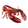 © CozyDesign - Fresh Whole lobster Seafood isolated on transparent background