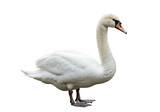 Isolated mute swan standing on its feet, beautiful waterfowl with vibrant bill color
