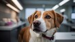 © Вячеслав Краснов - Dog waiting patiently at the vet clinic for a check-up during a sunny afternoon visit Generative AI