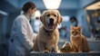 © Вячеслав Краснов - Golden retriever and cat in veterinary clinic looking at a jar of treats while a vet attends to tasks in a clean, bright environment Generative AI