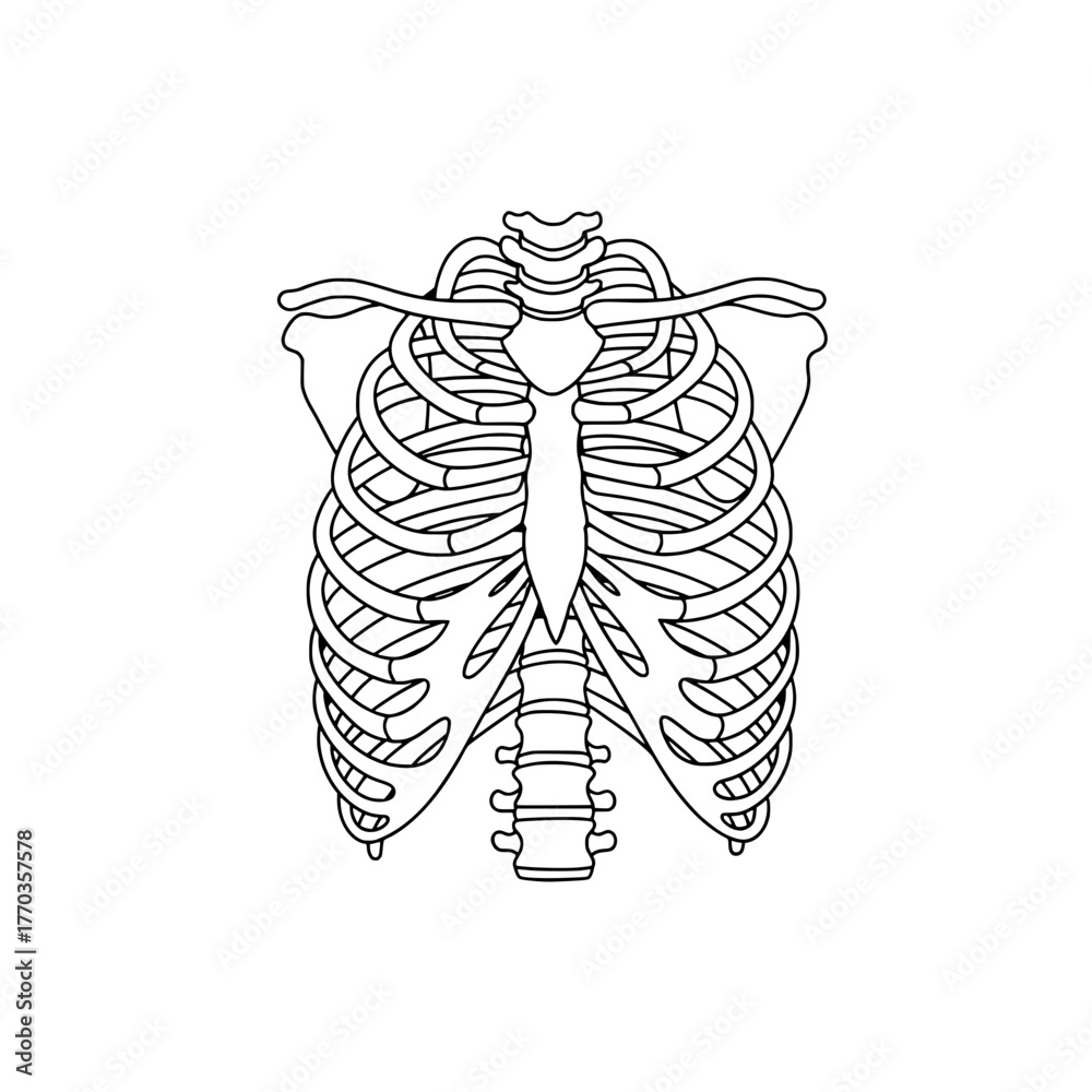 Anatomical Rib Cage Illustration Realistic Skeletal Structure Depiction ...