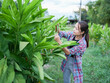 © buraratn - Woman inspects green leaves in lush garden, showcasing her connection to nature and dedication to plant care. vibrant foliage surrounds her, creating serene atmosphere