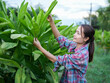 © buraratn - Woman tending to lush green plants in field, showcasing her connection with nature and agricultural practices. Her focused expression reflects dedication and care
