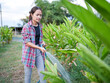 © buraratn - Young woman waters plants in garden, wearing plaid shirt and gray pants, showcasing her dedication to gardening and nurturing nature. scene is vibrant and peaceful