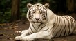 © Creativity here - A majestic white tiger with striking blue eyes lies on the forest floor, its gaze fixed directly at the viewer.