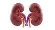© arif - Kidney pair, cross-section view with vessels in purple and orange, isolated