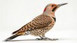 © Alper - Realistic Northern Flicker woodpecker isolated on white studio background, detailed brown and black spotted plumage, red nape, barred wings, sharp focus, professional lighting