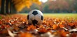 © miss irine - Soccer ball rests in vibrant autumn leaves on grassy field. Warm sunlight illuminates scene showcasing fall colors and sports equipment. This image represents outdoor recreation and seasonal activity.