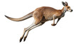 © MMaazgraphicx  - An isolated brown kangaroo and young baby, both mammals, are featured on a white background for a wildlife portrait