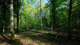 Dense mixed forest with lush understory and natural vegetation in summer light