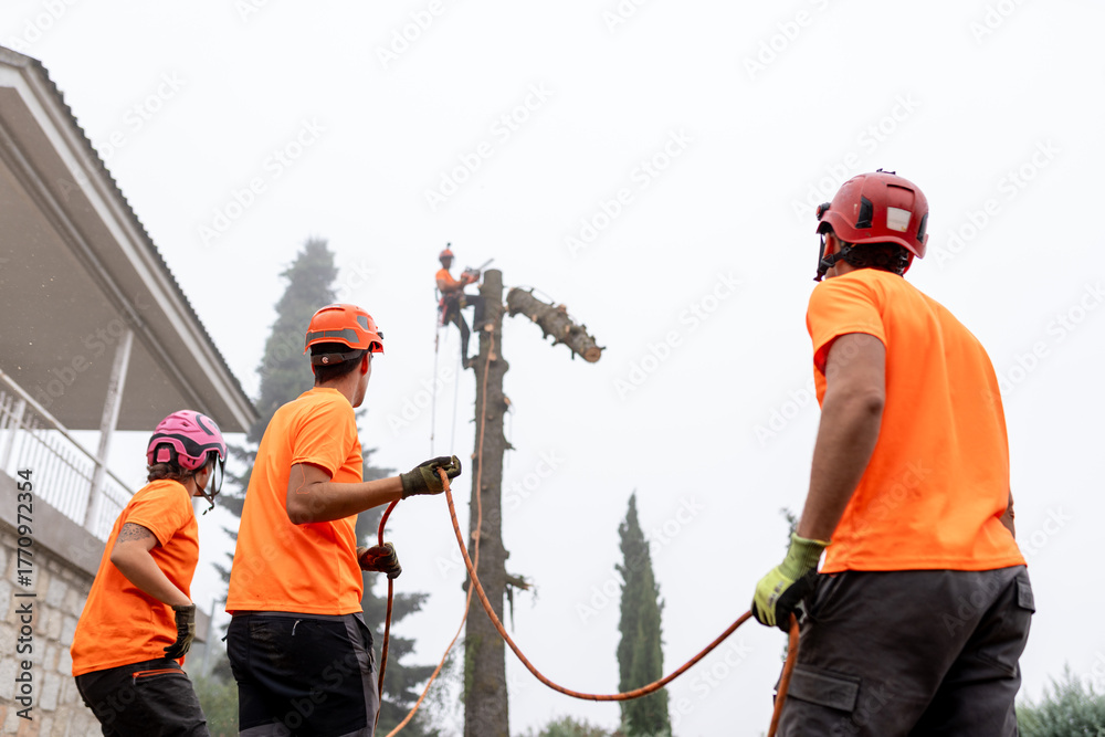 arborists near me
