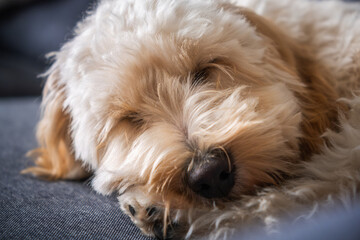  Peaceful Close-up of a Fluffy Poodle-Mix Maltipoo  Puppy Sleeping on a Couch